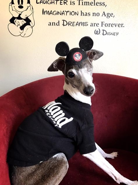 Pet //Greyhound Gift Men/'s T-Shirt /& Mug Set SPEAKING TO MY WHIPPET TODAY Dog