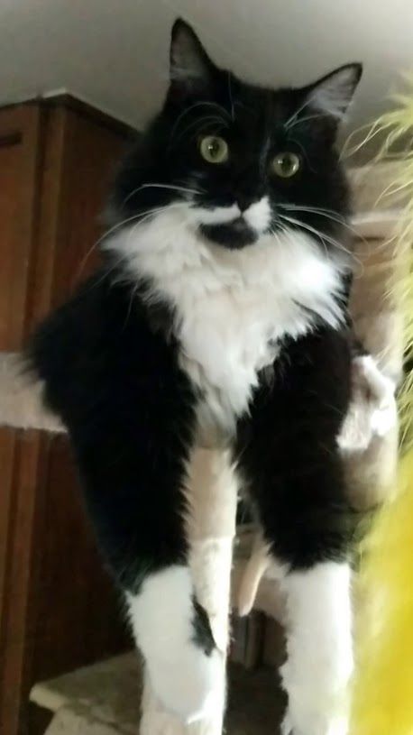 Maine Coon Tuxedo Mix