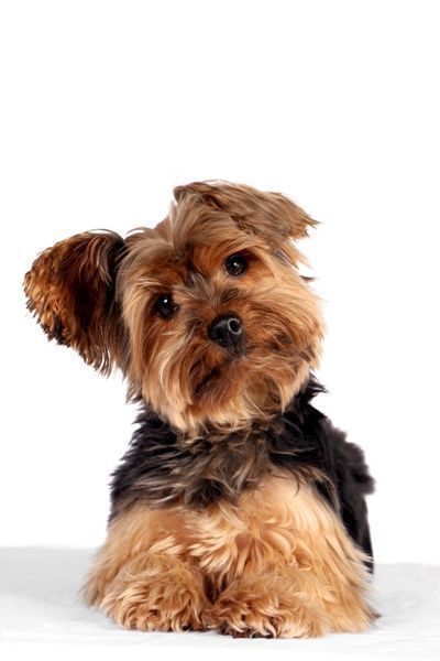 Yorkshire Terrier Yorkshireterrier Oops Wrong Board Lmbo