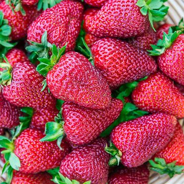 Strawberries Alive Fertilizer Gardens Strawberry Plants Strawberries Alive Fertilizer Gardens