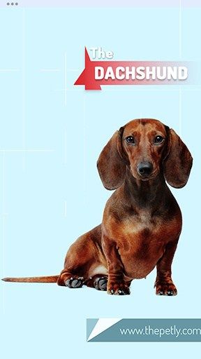 9 Family And Kid Friendly Dogs That Don T Shed Hypoallergenic