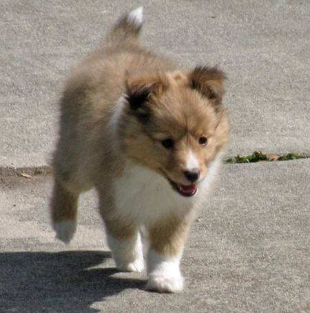 Ivy The Australian Shepherd Shetland Sheepdog Mix Such A Cute Little Ball Of Fluff Shetland Sheepdog Puppies Shetland Sheepdog Puppies