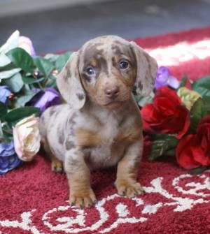 Mgm Dachshunds Past Sold Puppies Dachshund Breeder Dachshund