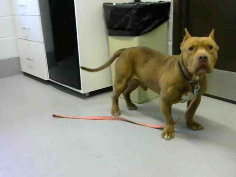 Pin On Dogs For Adoption