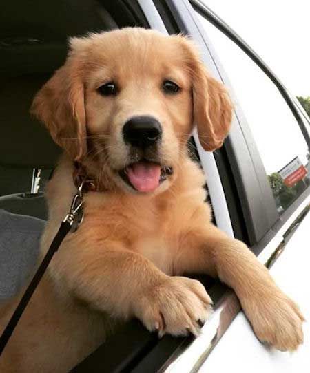 Golden Retriever Puppy Hanging Out The Car Window Puppy
