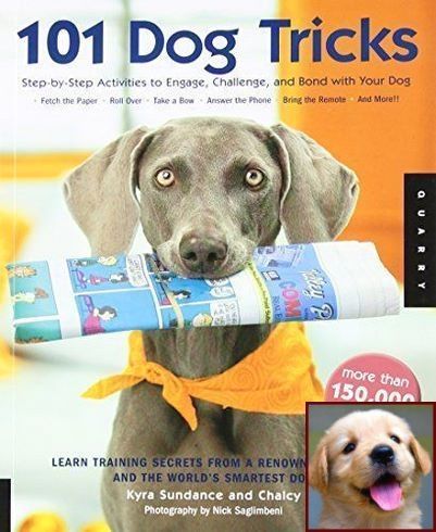 Dog Behavior Urinating Bed And Dog Behavior Chart Dog Training