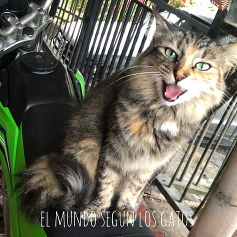 Cuánta Agua Toma Un Gato Gatos Gato Domestico Animales Del Desierto