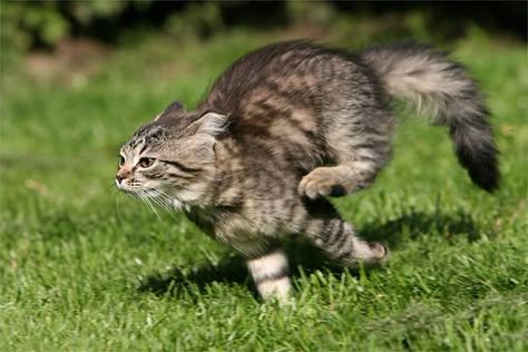 gato corriendo