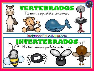 Tipos De Animales 1 Clasificación De Animales Tipos De Animales Fichas De Animales