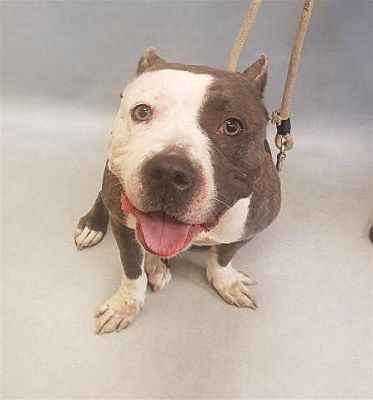 Pin On Nyc Dogs That Made It Out Of The Shelter Now Need Fosters