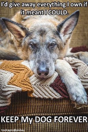 Snarky Funny German Shepherd Without Question German Shephard