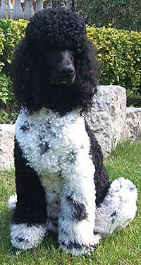 Find Out More On The Proud Poodle Puppy Size Poodlehundlove Poodlebaby Blackpoodles Poodle Puppy Standard Poodle Parti Poodle Find Out More On The Proud Poodle Puppy Size Poodlehundlove Poodlebaby Blackpoodles Poodle Puppy Standard Poodle Parti Poodle