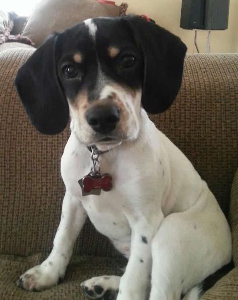 It S Roscoe Roscoe Is A 4 Month Old Beagle Spaniel Mix From
