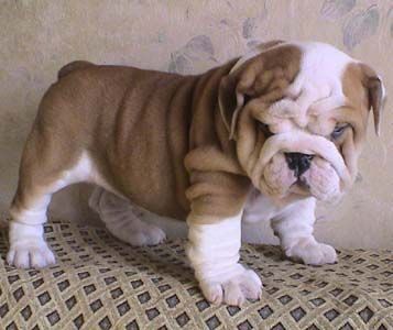 Free Puppies Free Puppies For Adoption Puppies For Sale