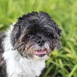 Hagerstown Md Shih Tzu Meet Doodah A Dog For Adoption Shih
