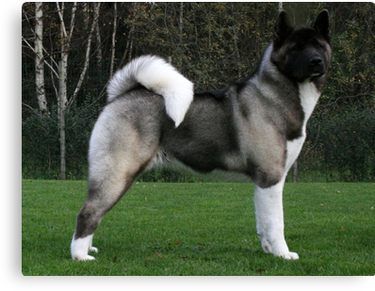 Akita Inu Full Canvas Print By Marasdaughter Guard Dog Breeds