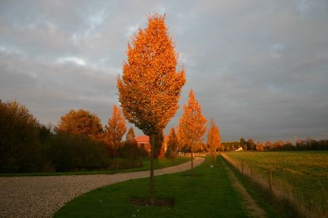 List Of Pinterest Carpinus Betulus Autumn Pictures 3y 0