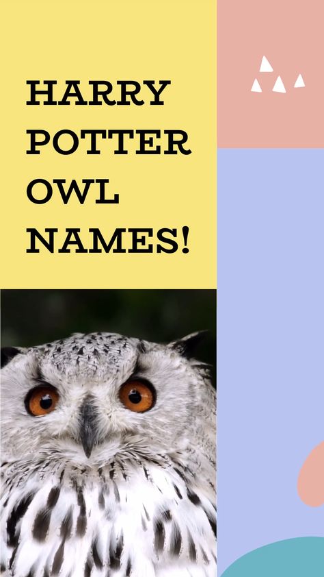 Harry Potter Owl Names An Immersive Guide By Petshoper Pet Names Pet Info You Could Ever Need At One Place