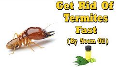 Get Rid Of Termites Youtube Termites Rid Orange Oil