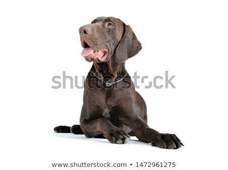 Stock Photo Studio Shot Of An Adorable Deutsch Kurzhaar Lying And