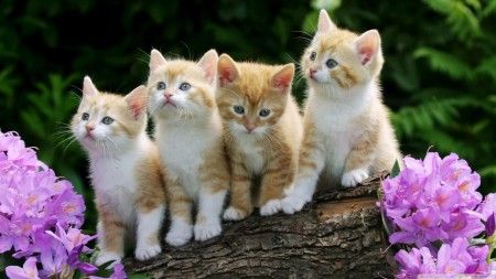 All About Tuxedo Cats With Images Cat Care Kittens Cats And Kittens