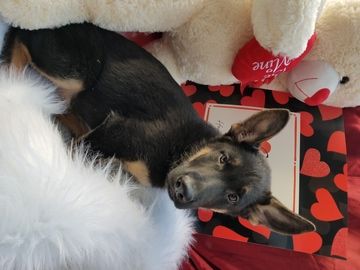 German Shepherd Dog Puppy For Sale In Warren Ma Adn 64489 On