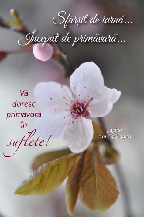 dating de primăvară de sare australian dating arată 2021