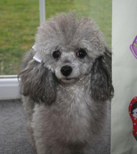 All About The Eager Poodle Puppy Poodlecross Standardpoodlepuppy