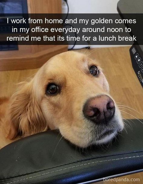 Golden Retriever Memes Dog Memes Pet Memes Funny Pet Memes Funny