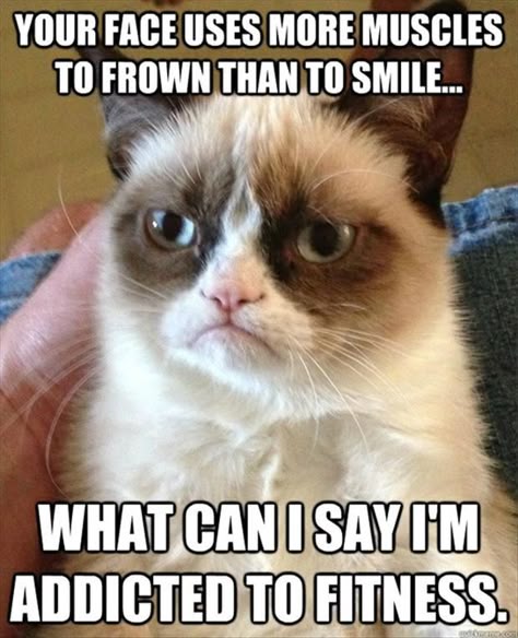 not only is this one of the best tartar sauce memes ever,but i 23573dafc00f9de4da3790a1727f5698 grump cat grumpy cat meme not only is this one of the best tartar sauce memes ever,but i,Busier Than A Meme