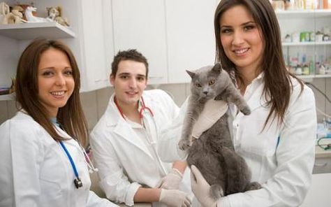 Veterinary technicians are relied for helping the veterinarian to - veterinarian job description Veterinary technicians are relied for helping the veterinarian to - veterinarian job description