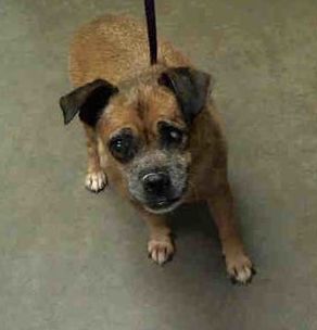 Super Urgent Senior Alert Meet A4108353 A Lovely Chihuahua Pug
