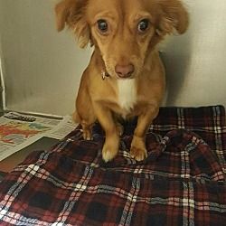 Available Pets At Central Texas Dachshund Rescue In Humble Texas