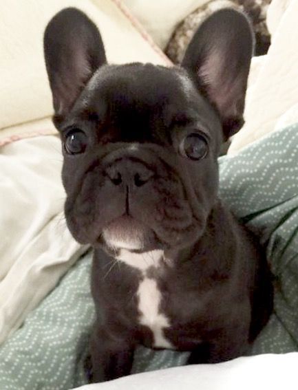 French Bulldog Puppy Buldog Puppies Bulldog Puppies