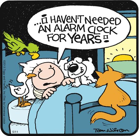 150 Ziggy Ideas Ziggy Ziggy Cartoon Tom Wilson