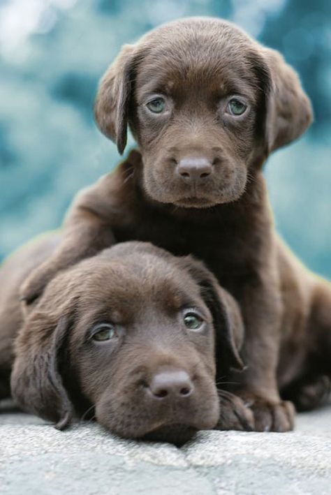 17 Meilleures Idees Sur Bebes Chiens Labrador Bebe Chien Chien Labrador Labrador 17 Meilleures Idees Sur Bebes Chiens Labrador Bebe Chien Chien Labrador Labrador