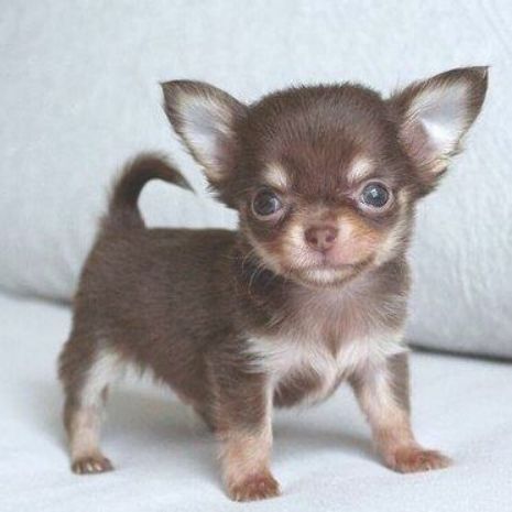 Cute Chihuahua Barking Video Compilation Cutesypooh Cute