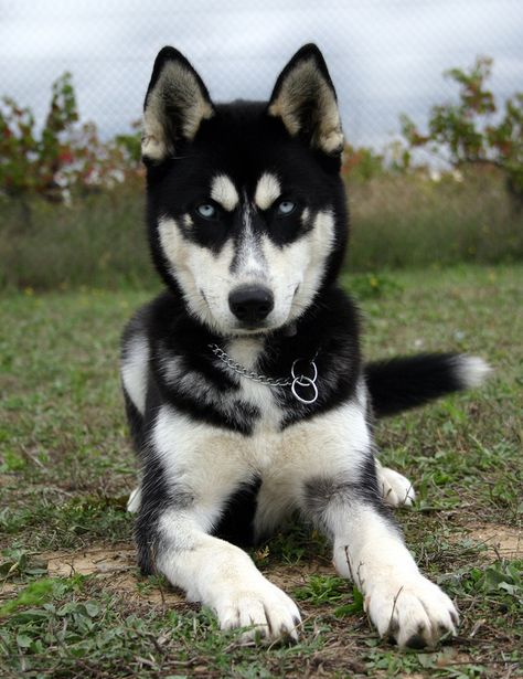 The Different Types Of Siberian Huskies Siberian Husky Dog