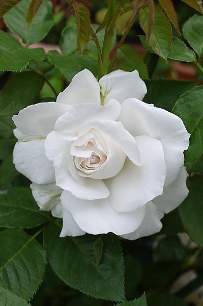 ʟᴀ Vᴇʟʟissiʍᴀ ʀosᴀ おしゃれまとめの人気アイデア Pinterest O O Aj 鲜花 バラの壁紙 バラ ʟᴀ Vᴇʟʟissiʍᴀ ʀosᴀ おしゃれまとめの人気アイデア Pinterest O O Aj 鲜花 バラの壁紙 バラ
