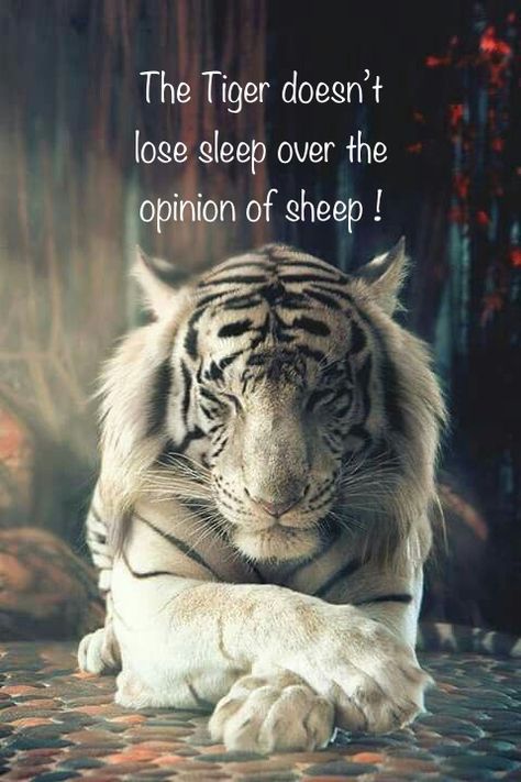 Pin by Dharmishta Vaid on Buddha quotes (With images) | Animal photo