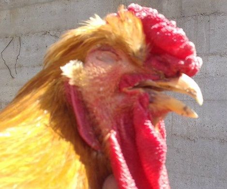 En medicamento ronquera para gallos la