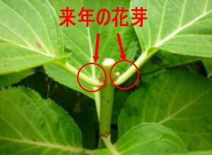 アジサイの剪定 21 アジサイ 剪定 アジサイ 剪定 アジサイの剪定 21 アジサイ 剪定 アジサイ 剪定
