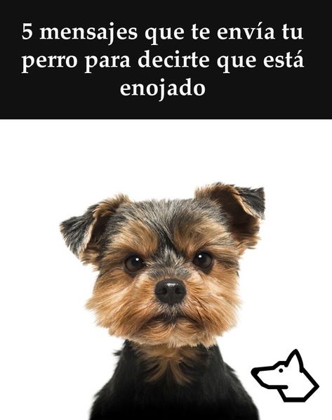 600 Ideas De Caninos Cosejos Perros Mascotas Entrenamiento Perros