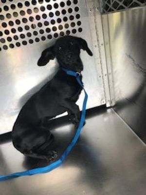 Fort Worth Tx Dachshund Meet Ventui A Dog For Adoption Dogs