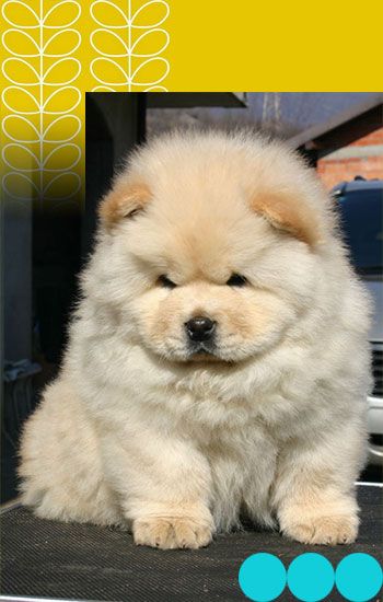 Chow Chow Dog Breed The Chow Chow Is A Dog Breed Originally From