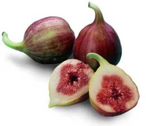 いちじく Fig いちじく 果物 果物 野菜 いちじく Fig いちじく 果物 果物 野菜