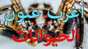 معلومات غريبة عن الحيوانات Animals Young Animal Animals Wild
