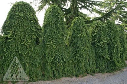 Picea Abies Pendula Weeping Norway Spruce Tree Swierk Pospolity Picea Abies Pendula Weeping Norway Spruce Tree Swierk Pospolity