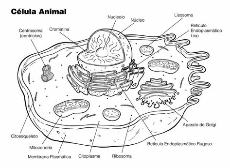 Pin by Karen Wise on Science lab safety | Animal cell drawing, Animal cell, Animal cell project