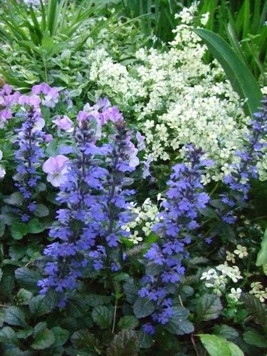 長澤淨美 日陰に適した植物探し 日陰 ガーデニング 園芸学 シェードガーデン 長澤淨美 日陰に適した植物探し 日陰 ガーデニング 園芸学 シェードガーデン